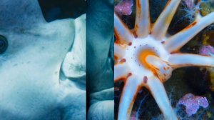 BBC Голубая планета 1 сезон 9 серия