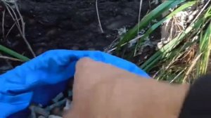 Поход за опятами