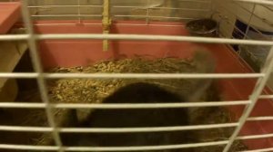 Смешные шиншиллы! Funny chinchilla.