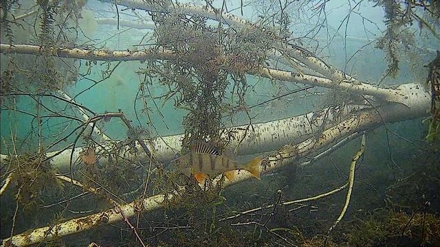 Идеальные условия для съёмок подводной камерой FocusFish. смотреть онлайн