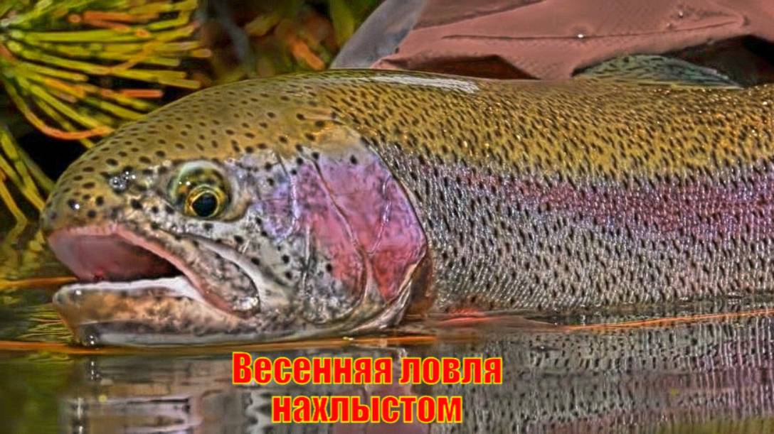 Весенняя ловля нахлыстом