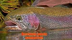 Весенняя ловля нахлыстом