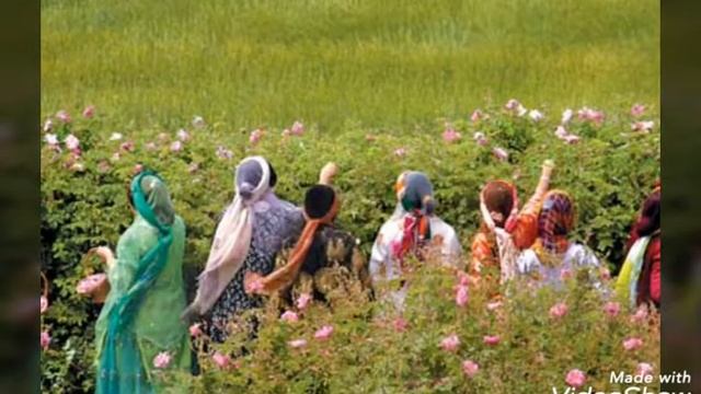 #аромат#роза#вода ПРОИЗВОДСТВО РОЗОВОЙ ВОДЫ В ИРАНЕ. смотреть онлайн