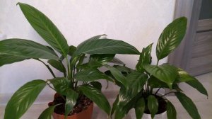 Спатифиллум Как ухаживать что бы выросли красивые и здоровые листья