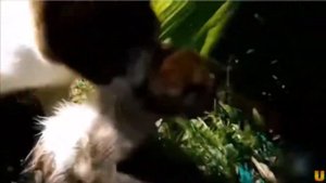 Трогательная песня Игоря Растеряева "Кошка Муся"