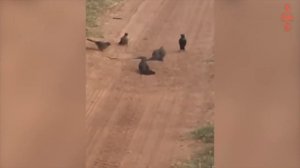 Хищники в деле, выкопали бородавочника из норы. Самые эпичные битвы диких животных за "5 минут"