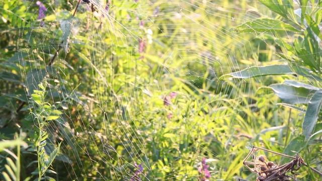 Canon 60D movie summer in the village. Лето в деревне смотреть онлайн