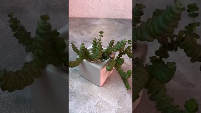 Crassula perforata | succulents