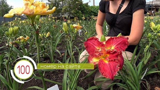 Опыление лилейников. Часть 4 / Сад Ворошиловой смотреть онлайн