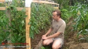 Фитофтора на помидорах открытого грунта в июле!