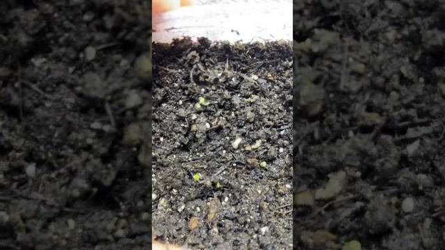 Колеусы из семян взошли? смотреть онлайн