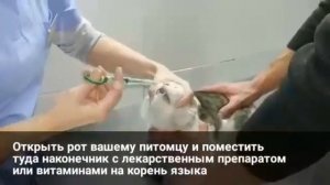 Как безопасно задать внутрь таблетку кошке с помощью интродьюсера (таблеткодавателя)