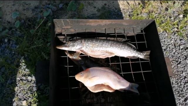 Закоптить вкусно рыбу! смотреть онлайн