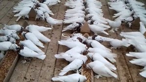 Андижанские высоколетные, бойные голуби, питомник голубей