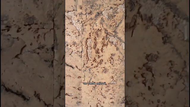 Стеновые панели из пробки 🌳 #ремонтквартир #ремонт #ремонткраснодар #стены #стеновыепанели смотреть онлайн