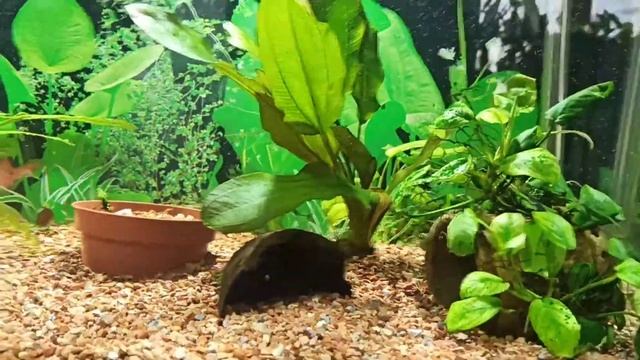 Эхинодорус "Большой медведь" смотреть онлайн