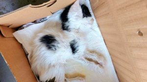 ?Котёнка нашли умирающим | Ветеринары реанимировали | Продолжаем лечить и спасать Милочку?