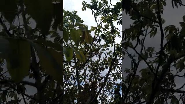 Экзотические растения?: Грецкий орех?. Цветение грецкого ореха.