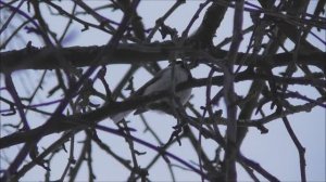 Черноголовая Гаичка, Poecile palustris, наблюдения птиц 03.03.2023, Великий Новгород