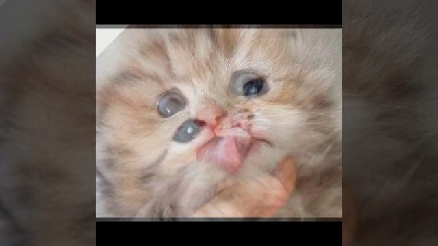 котики милашки