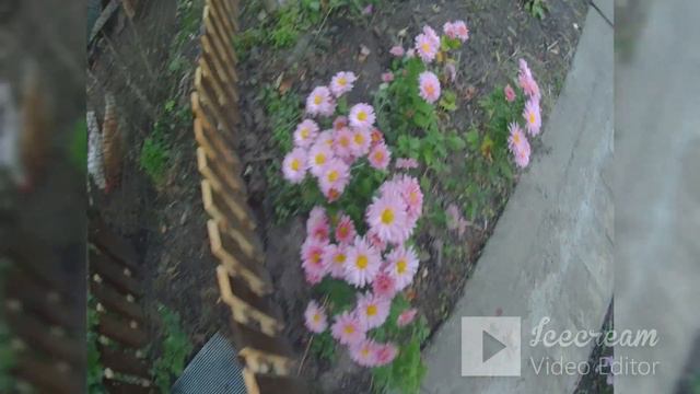 Осінь час для нових рослин і пересадки старих. Продовжую  переробки ділянок.