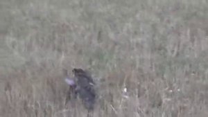 Притравка Чеглока по голубю 2