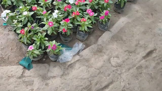 Best & Cheapest plant in Delhi||Ramraj Nursery near Kamlesh Nursery||Summer plants with price