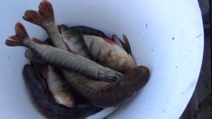 Рыбалка на спиннинг с подписчиком из Ухты \ Часть 2