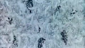 заюшкина избушка