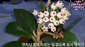 다육식물 호야 파치클라다(매화호야?) Hoya Pachyclada