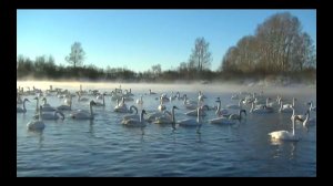 "Координаты: Алтай" - озеро Светлое (Бийское телевидение)