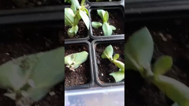 Результаты черенкования Эустомы.