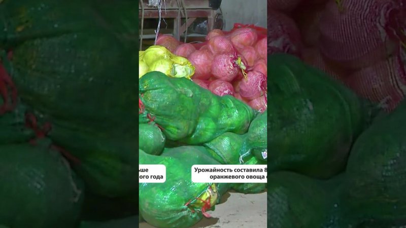 Рекордный урожай моркови