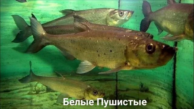 ВЕРХОГЛЯД?/Рыбы/Животные/Интересные факты