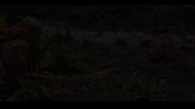 ガーデニングと暮らし｜小道作りに挑戦してみた｜春の庭のお手入れ｜苺のロールケーキ作り｜不器用なりにやってみる4k
