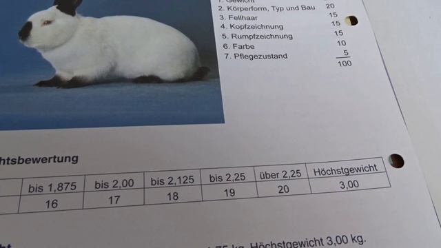 Отличие Русского от Калифорнийского кролика смотреть онлайн