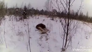 МР-153 по лосю