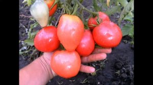 томат БУДЁНОВКА свои семена продажа ДНР