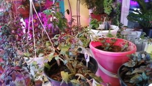 Бегония, Фанки обзор 2021г