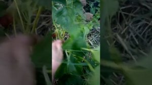 Клубника из семян, собранных с покупной ягоды