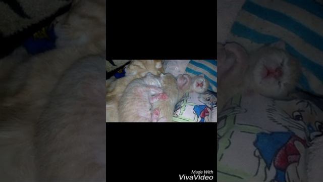 Мои котики.История домашних животных смотреть онлайн