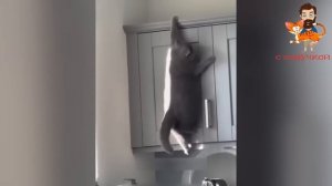 Приколы с котами! Самые смешные животные С ОЗВУЧКОЙ! СЕЙЧАС БУДЕТ СМЕШНО!