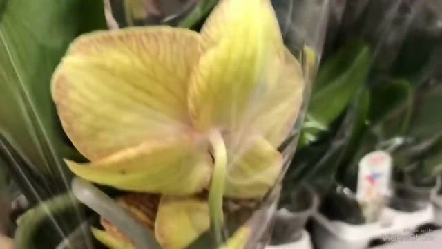 Красота Орхидей в Леруа! Чудо Каскады ! смотреть онлайн