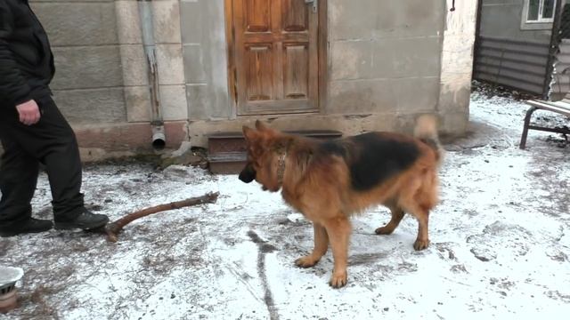 ГРАНД в 6 месяцев и в 2 года. Длинношерстная немецкая овчарка. Long-haired German shepherd.