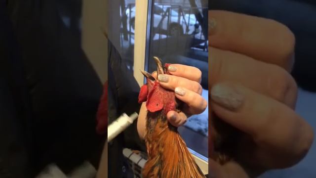 🐓КАК ПРАВИЛЬНО пропоить птицу, если она заболела❓ смотреть онлайн