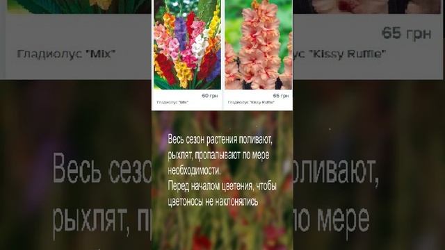 Цветки Гладиолуса (Лат. Gladiolus). Давнее И Любимое Украшение Для Клумб И Садов #shorts