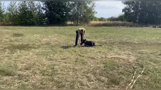 Занятие с НЕМЕЦКОЙ ОВЧАРКОЙ, МЕТОДЫ дрессировка смотреть онлайн
