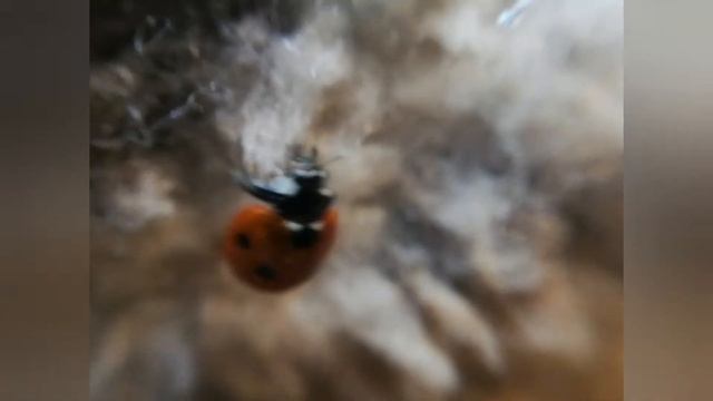 Ladybug at home Божья коровка залетела домой смотреть онлайн