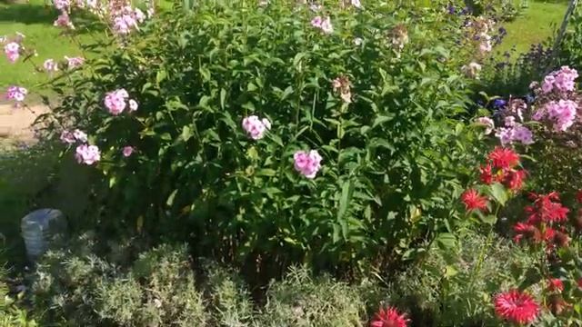 Середина августа в моем саду. смотреть онлайн