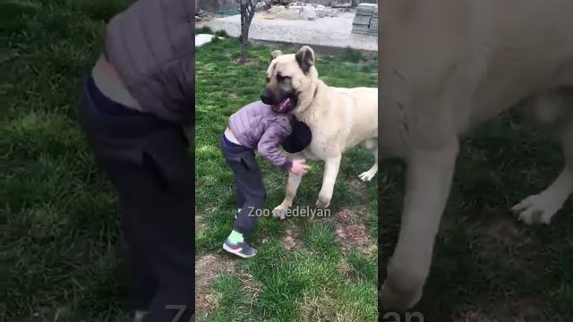 Молодой заводчик тренирует Волкодава... смотреть онлайн